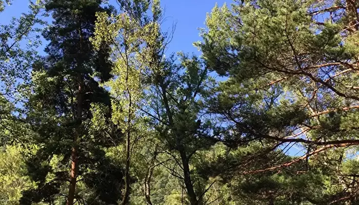 Camping Les Chapelains.