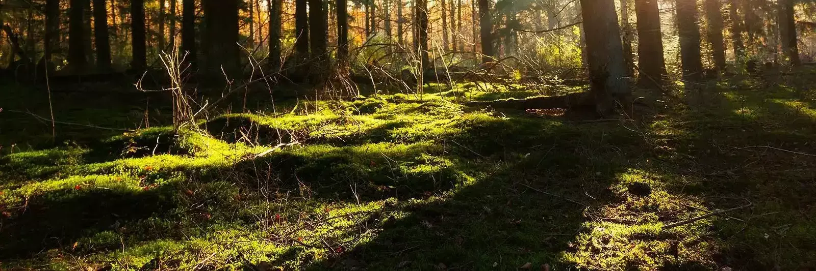 Algemeen Bospark Ijsselheide