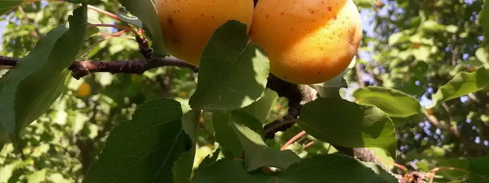 Agriturismo Camping Agricampeggio Yuptala