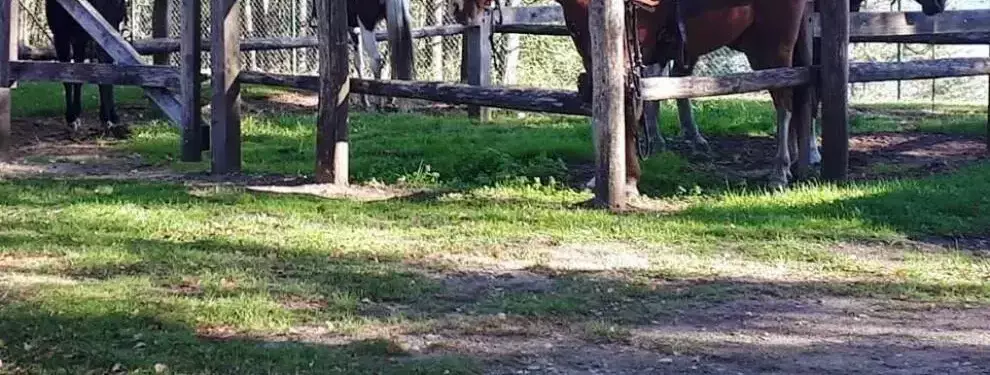 Pony or horse riding Camping De Binnenvaart