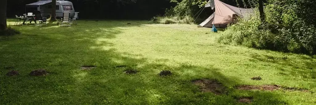 Camping De Dasselaar - Staatsbosbeheer