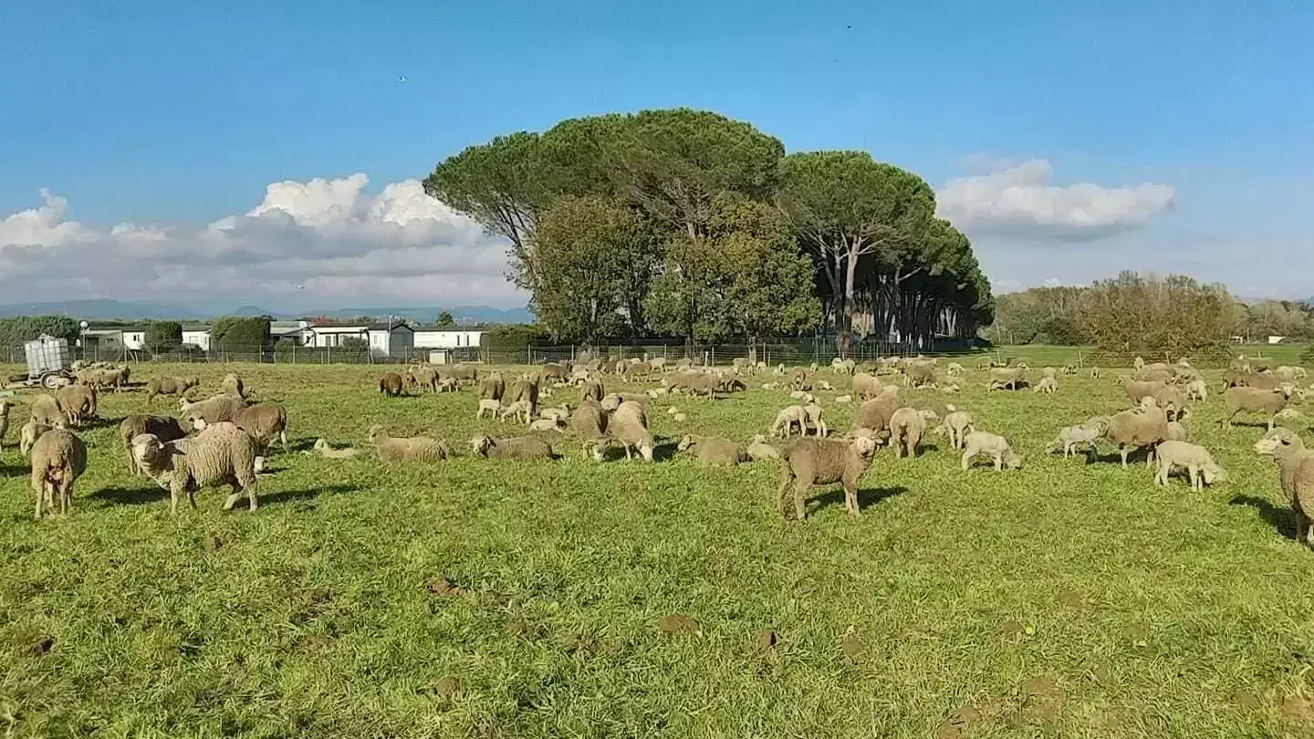 Posizione Camping de Vaudois