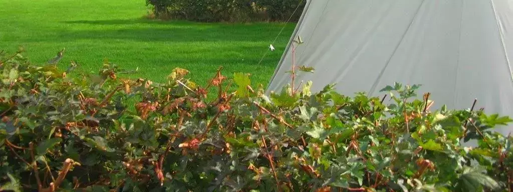 Tent Camping Gideonse