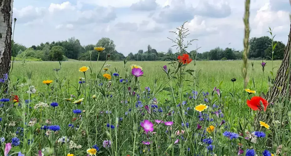 Algemeen Camping Langs De Dedemsvaart