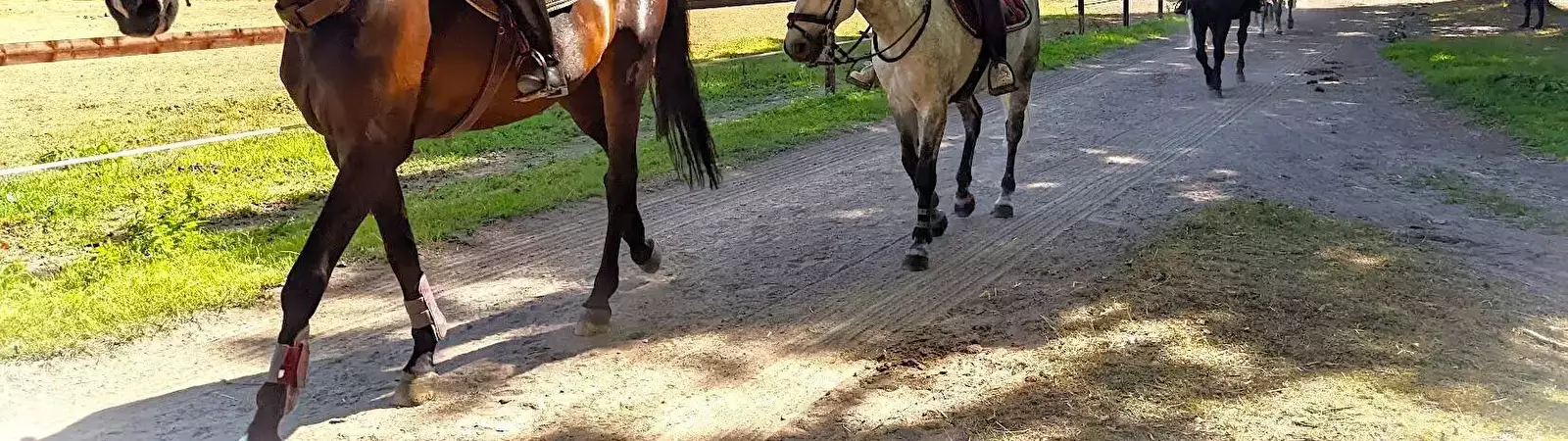 Equitazione su pony o cavalli Camping Le Brévedent