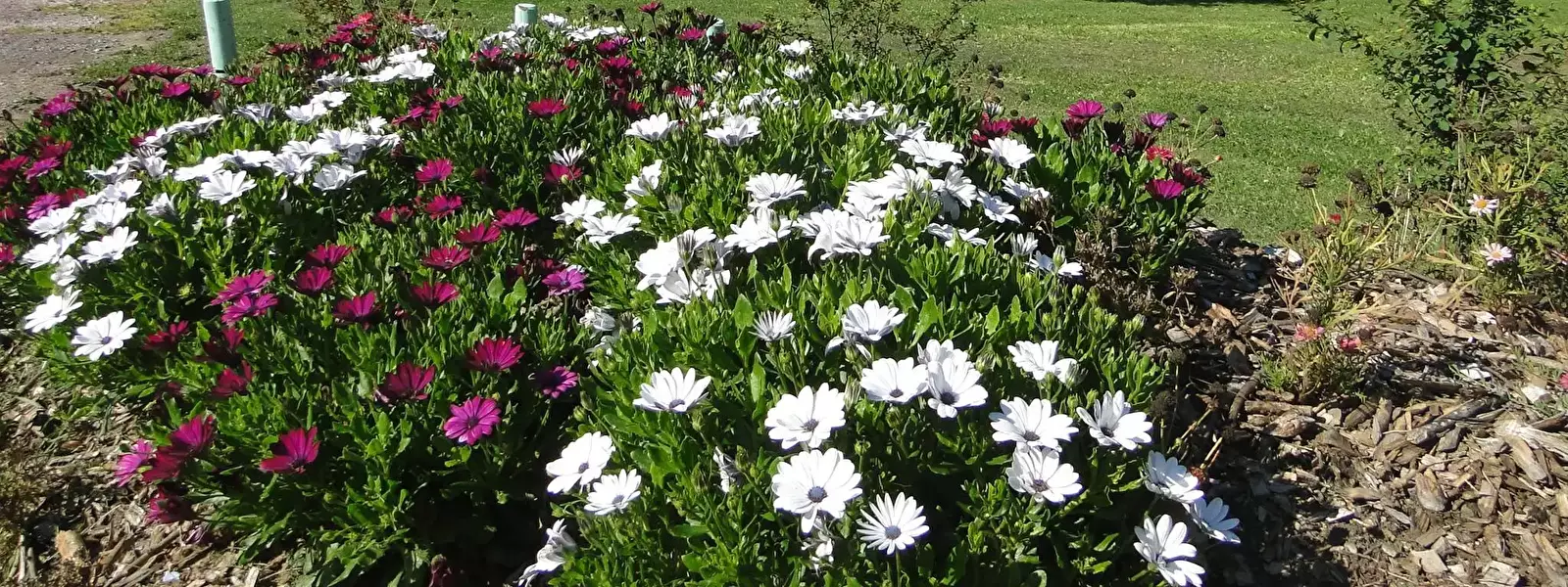 Locatie Camping Le Rompval - Flower