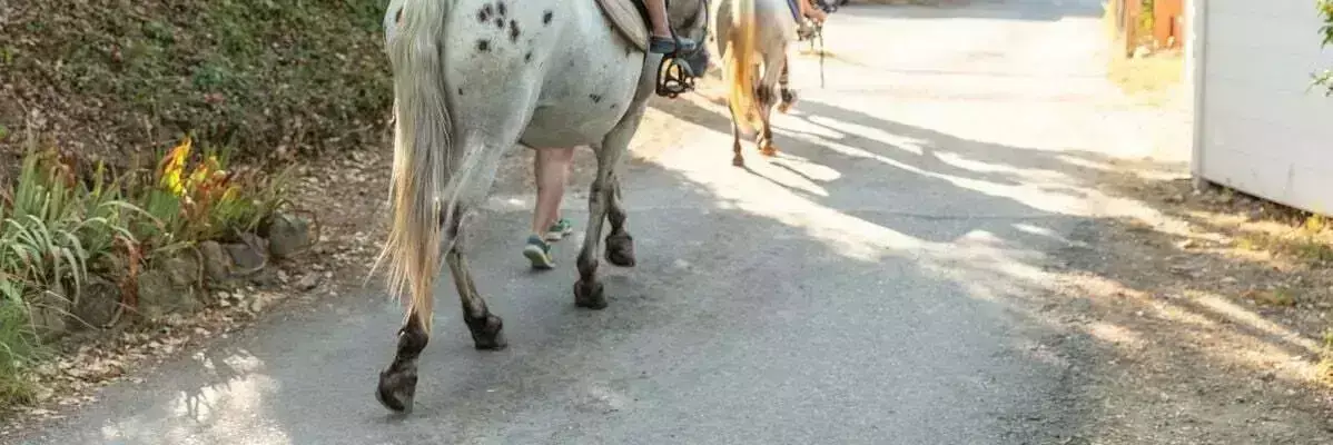 Pony of paardrijden Camping Le Val de Cesse