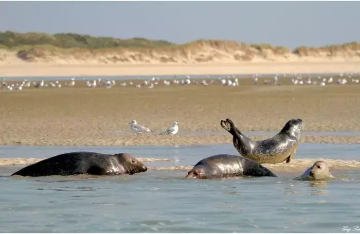 Algemeen Camping Le Vert Gazon