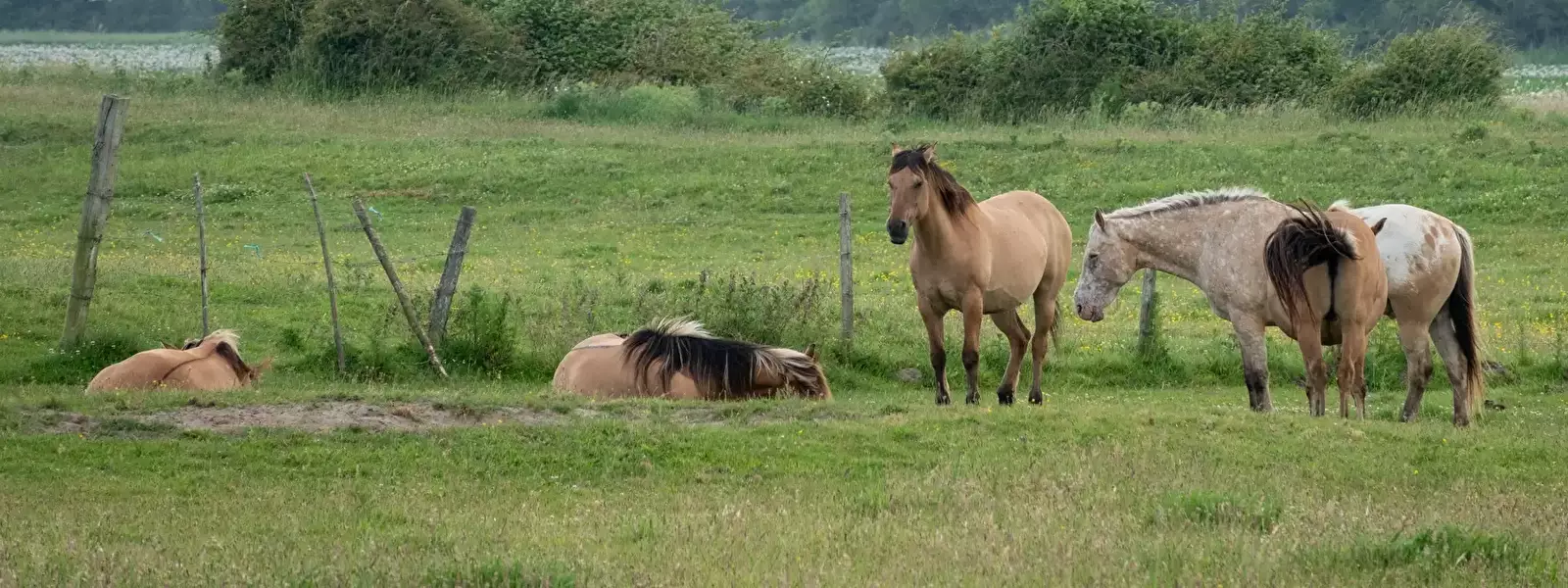 Pony of paardrijden Camping Les Trois Sablieres
