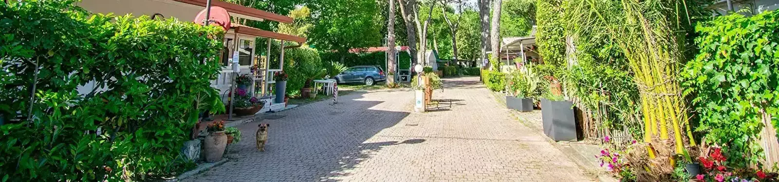 Przyjęcie Camping Linus