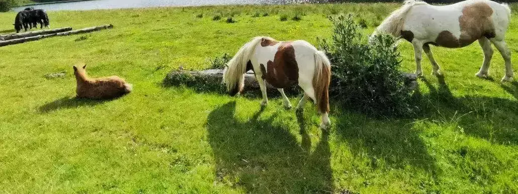 Locatie Camping Pyrénées Natura