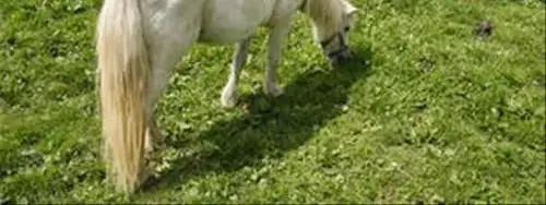 Obecné Camping Zur Hasenkammer