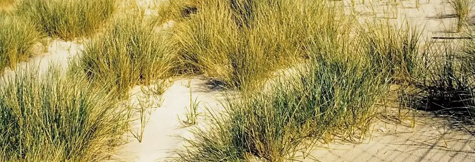 Strand Dormio Resort Berck-sur-Mer