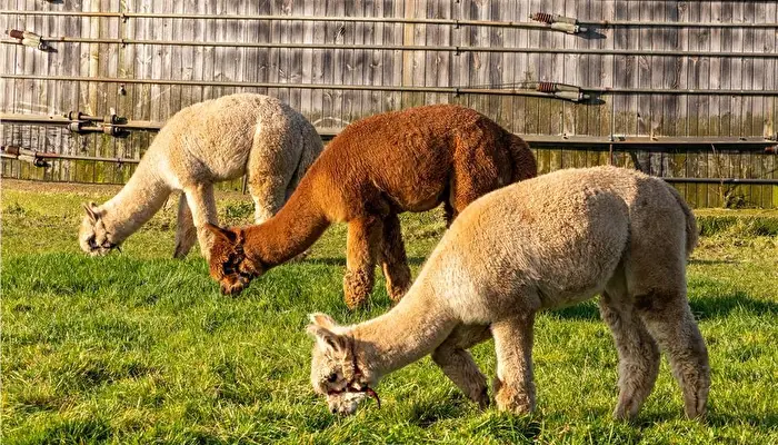 FarmCamps Alpacafarm Vorstenbosch.