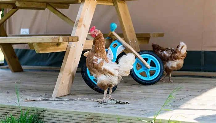 FarmCamps Five Star.