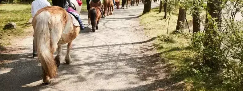 Jízda na ponících nebo koních Het Meerdal - Centerparcs