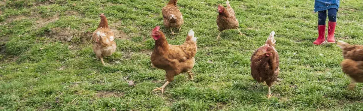 Agritourisme L'Étable des Mauges en Anjou - Un Lit Au Pré