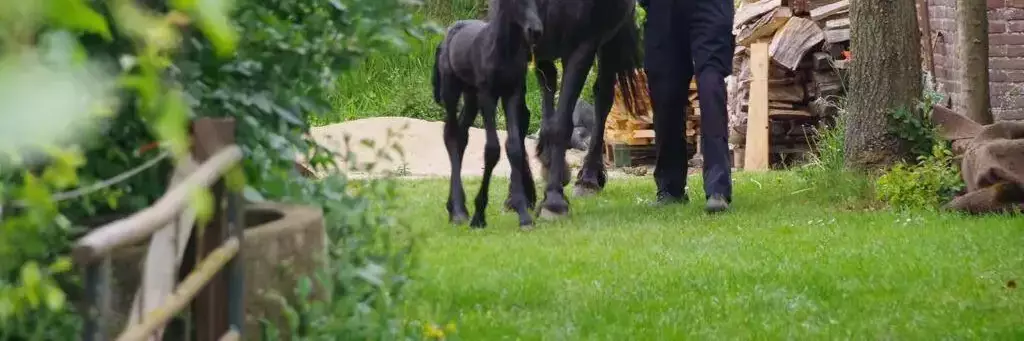 Pony of paardrijden Mini-camping Warnstee B&b