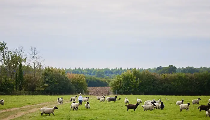 New Barn Farm - Feather Down