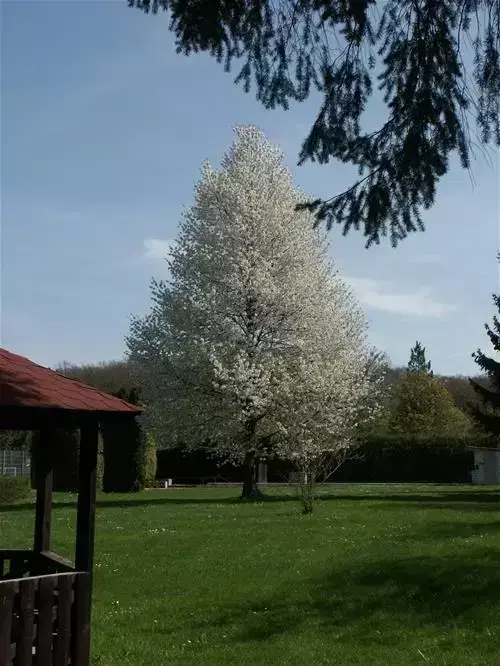 Obecné Stromberg Camping