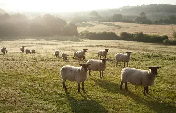 Sunninglye Farm - Feather Down