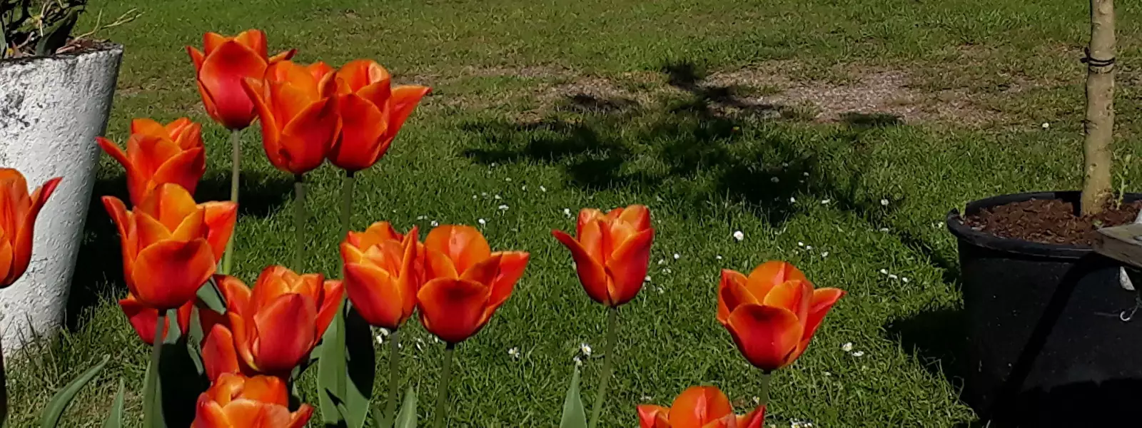 Lotus Belle tent Svendborg Sund Camping