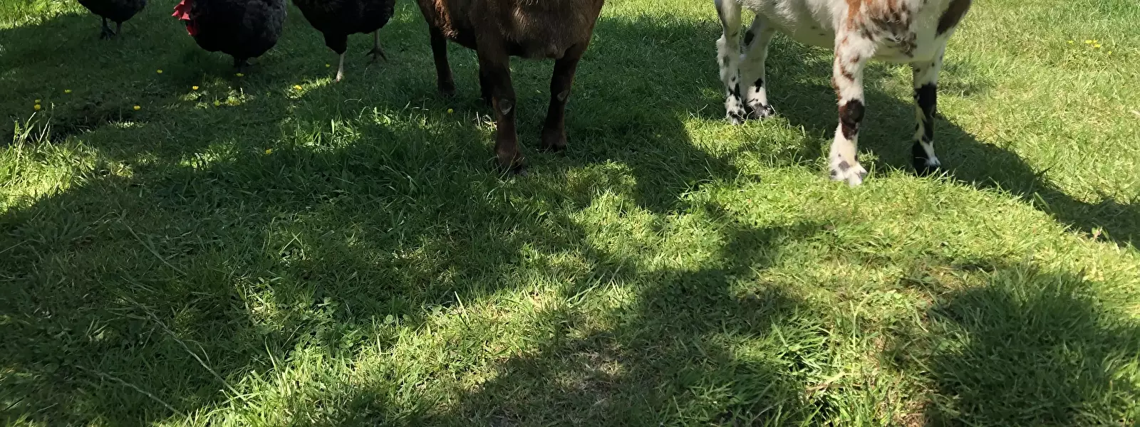 Uitzicht ’t Veldehof Minicamping en Vakantiewoningen