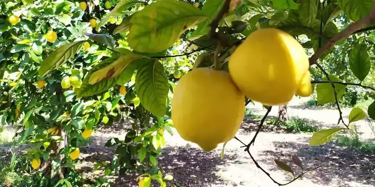 Agriturismo Terra Dei Limoni