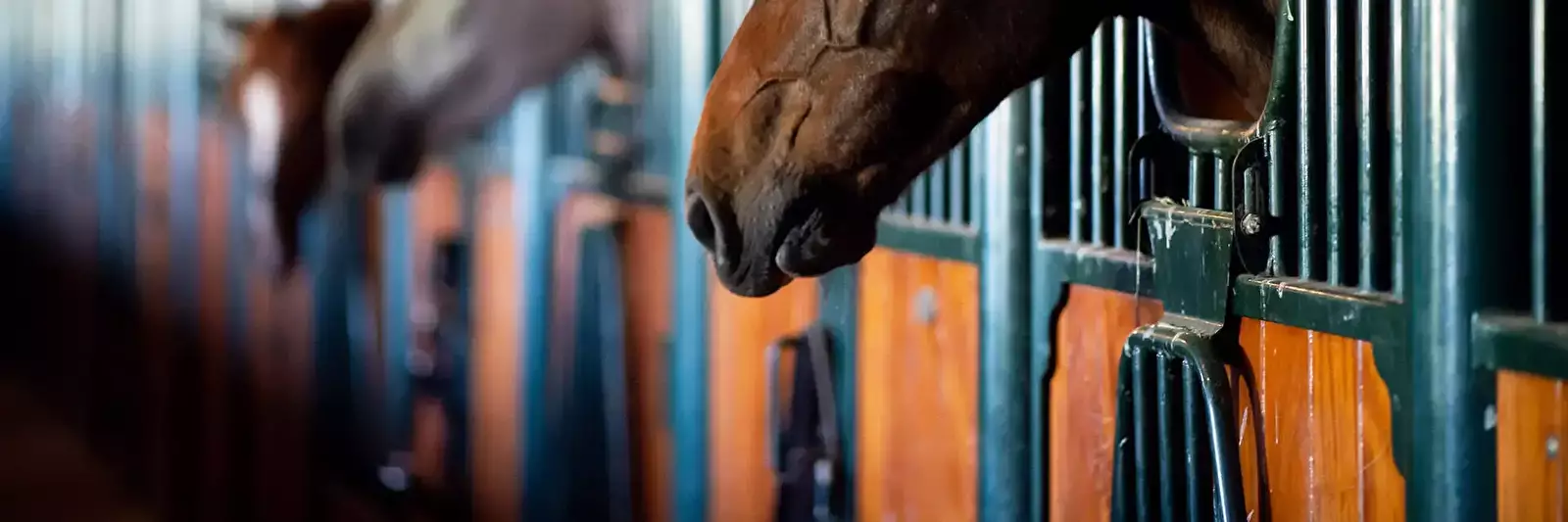 Pony of paardrijden Vakantiepark Drentheland